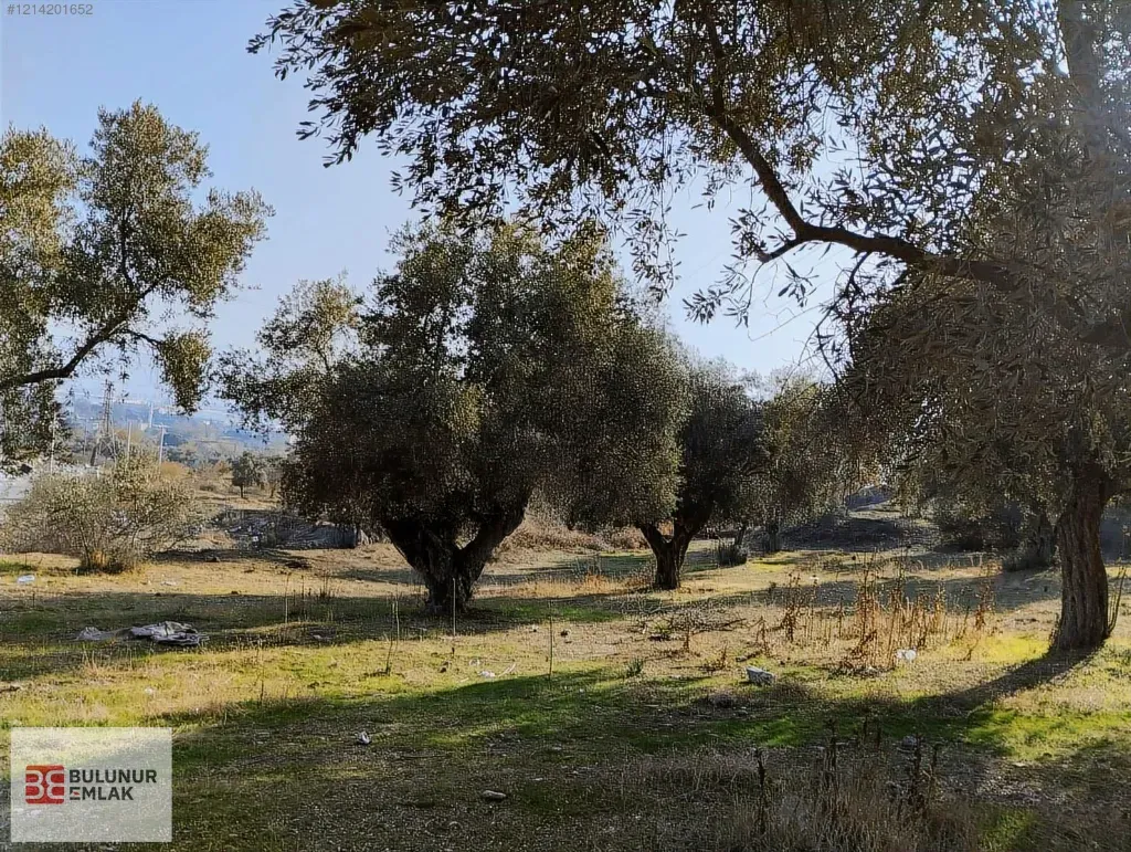 BULUNUR EMLAK'TAN ŞEHİR MERKEZİNE YAKIN SATILIK ZEYTİNLİK
